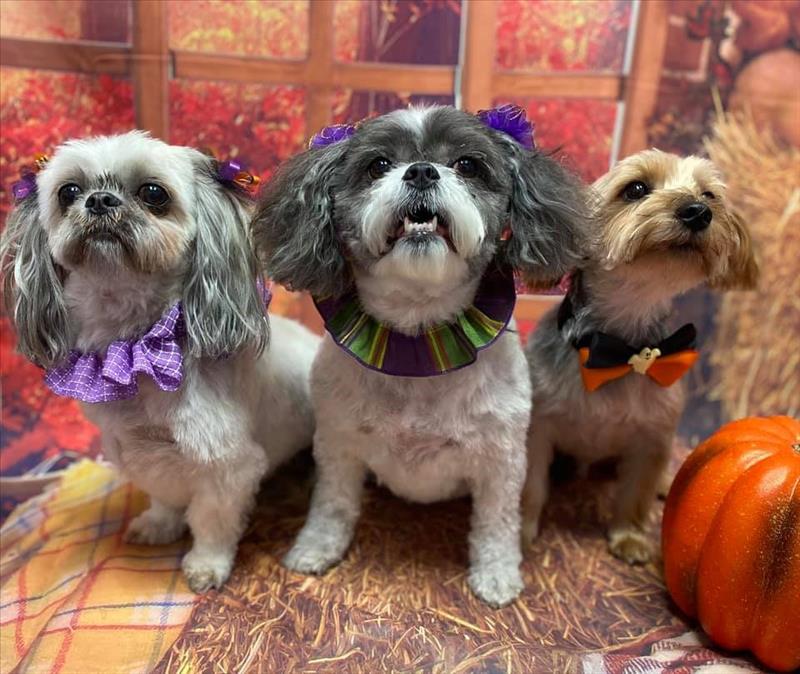 Picture Perfect Grooming, Inc Clarksville, TN