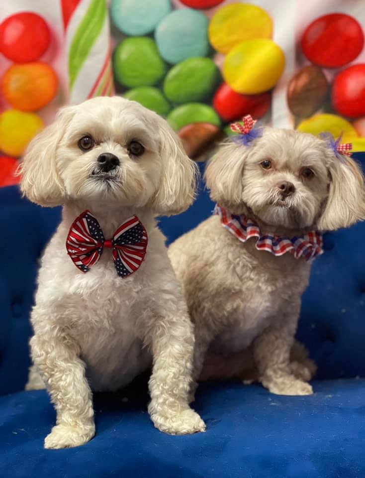 Picture Perfect Grooming, Inc Clarksville, TN