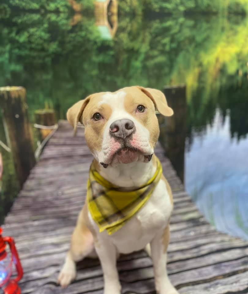 Picture Perfect Grooming, Inc Clarksville, TN