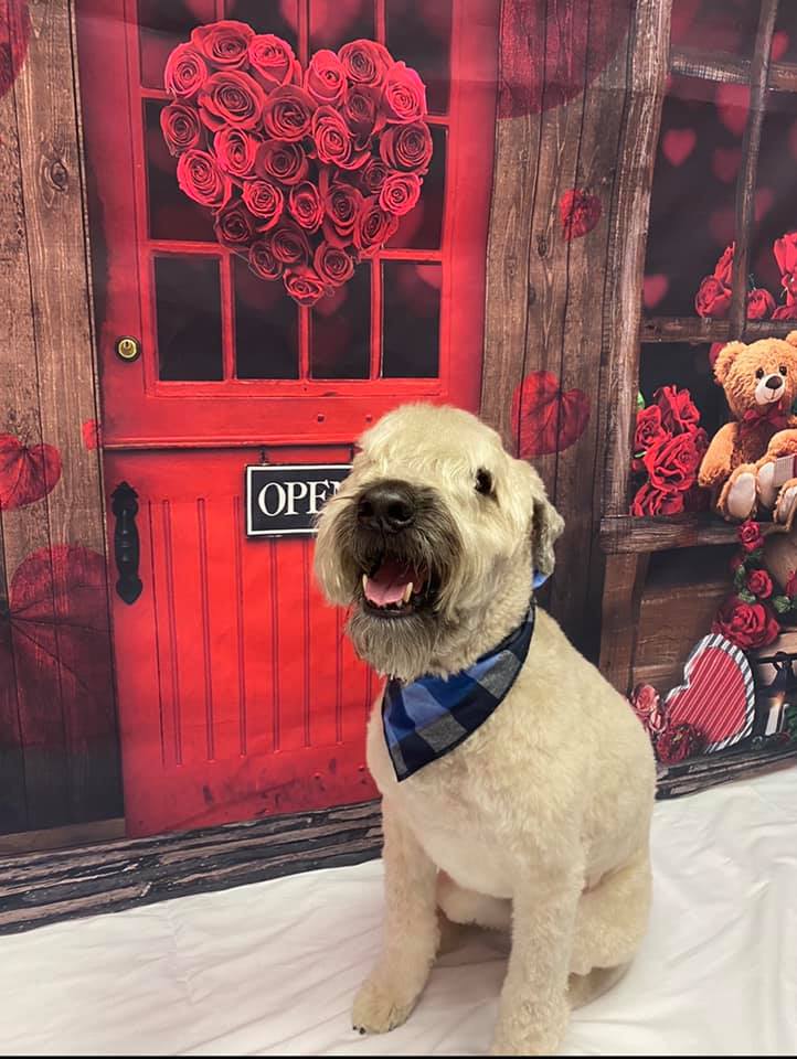 Picture Perfect Grooming, Inc Clarksville, TN