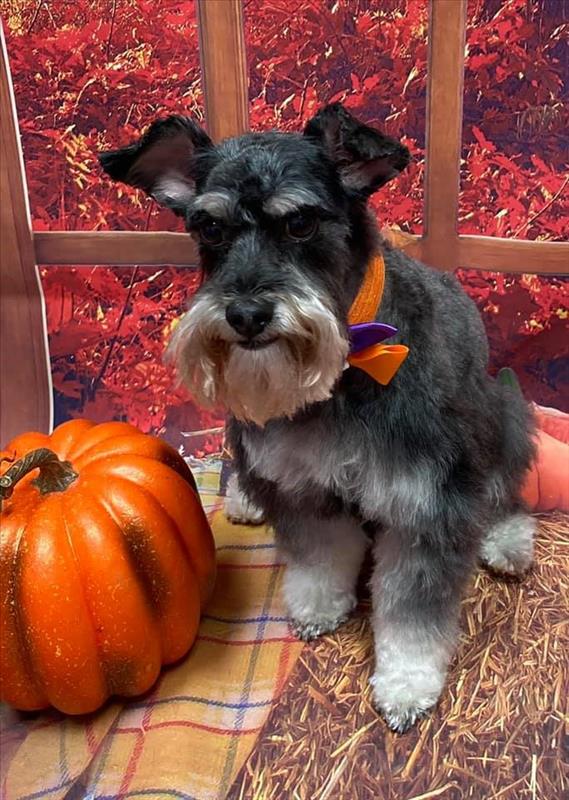 Picture Perfect Grooming, Inc Clarksville, TN