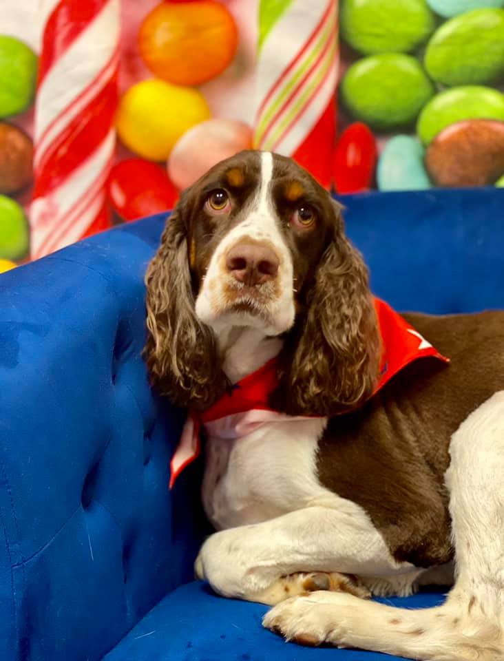 Picture Perfect Grooming, Inc Clarksville, TN