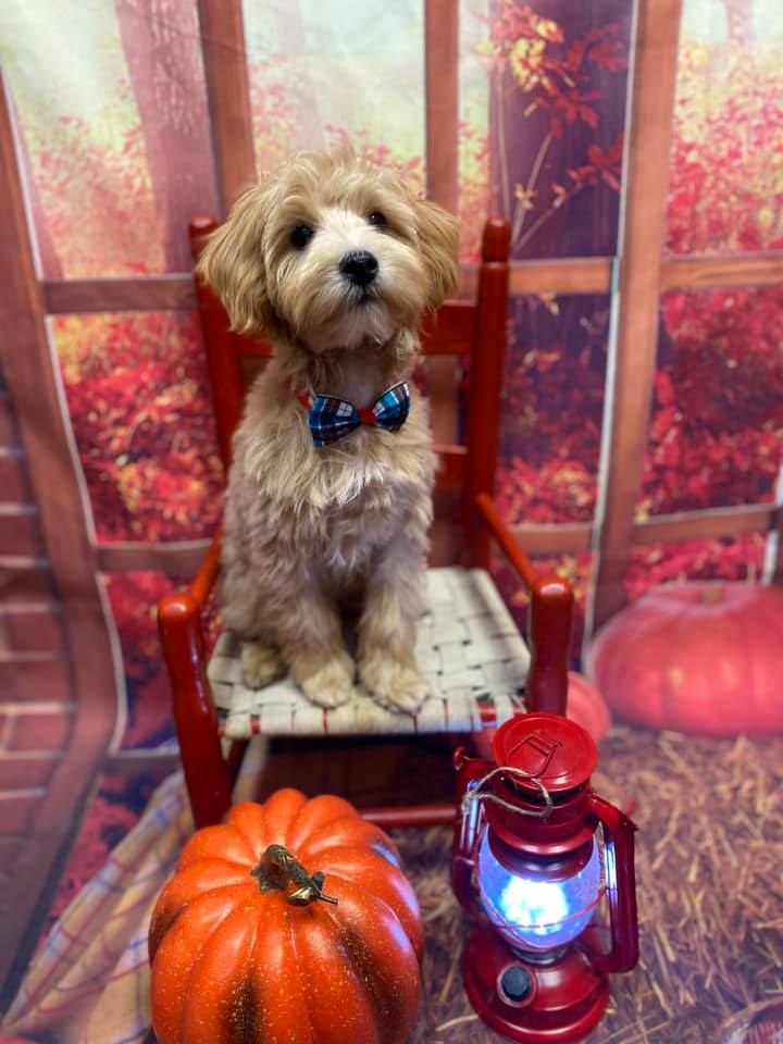 Picture Perfect Grooming, Inc Clarksville, TN