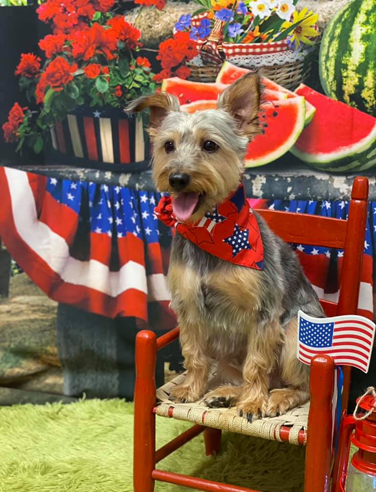 Picture Perfect Grooming, Inc Clarksville, TN