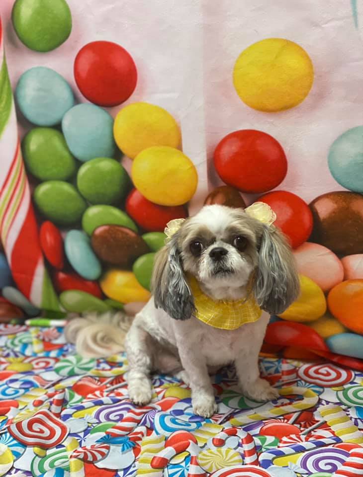 Picture Perfect Grooming, Inc Clarksville, TN