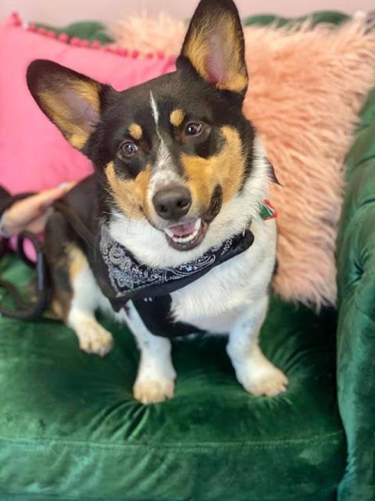 Picture Perfect Grooming, Inc Pet Grooming Clarksville, TN